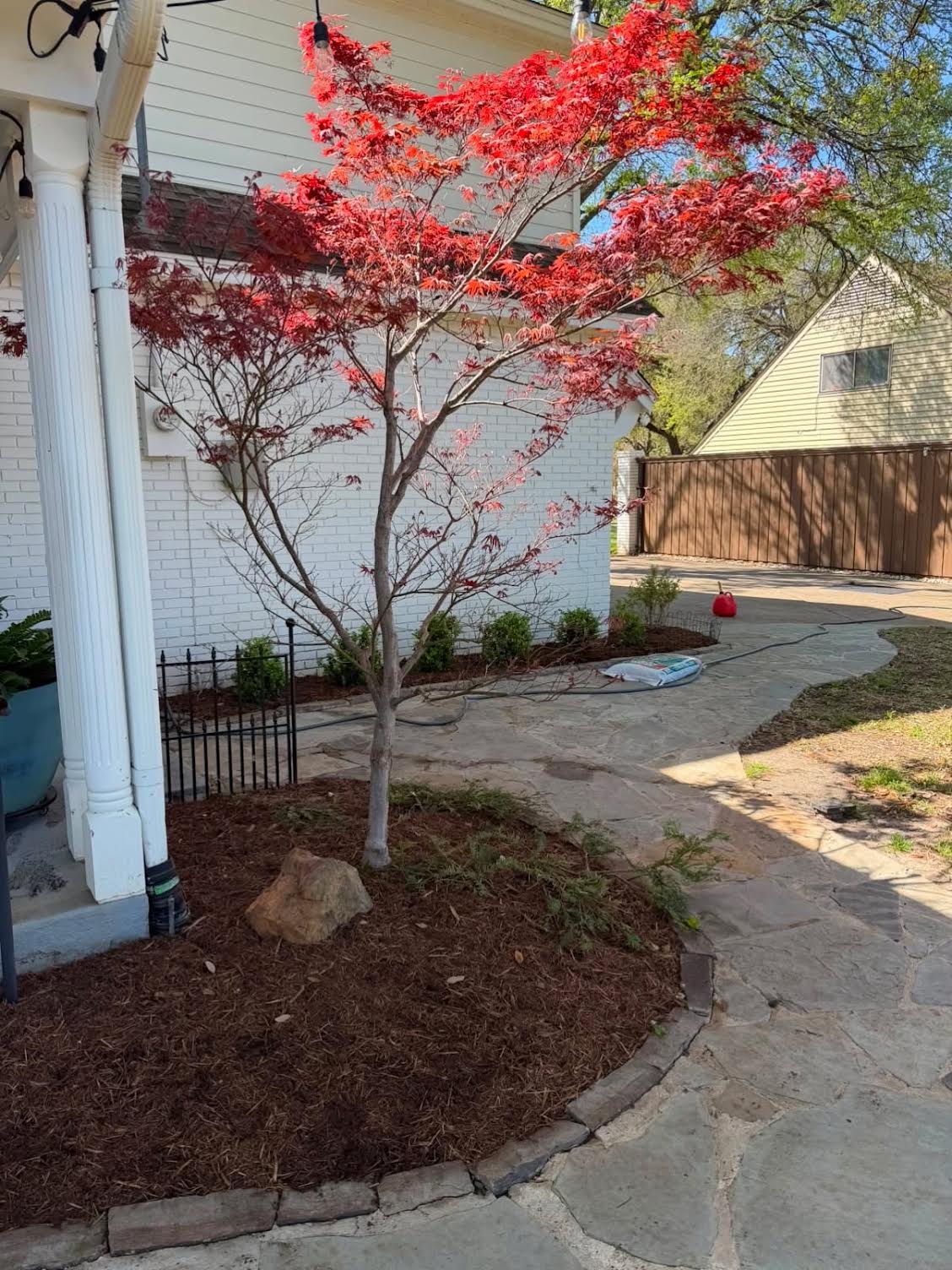 Japanese maple in a fresh hardwood mulch bed with stone border and flagstone path